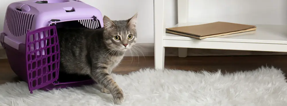 mejor transportin para viajar con gatos